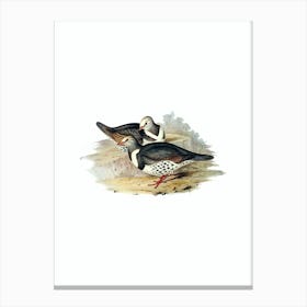 Vintage Wonga Wonga Pigeon Bird Illustration on Pure White n.0308 Canvas Print