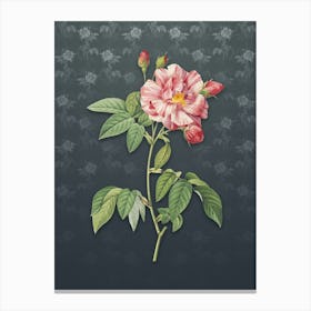 Vintage Variegated French Rosebush Botanical on Slate Gray Pattern n.0491 Canvas Print