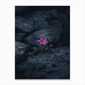 Flower In The Rocks Canvas Print