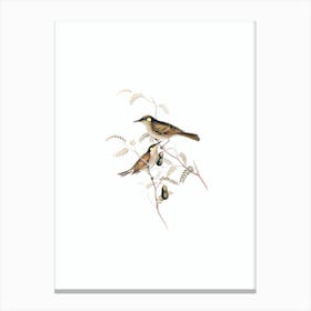 Vintage Yellow Spotted Honeyeater Bird Illustration on Pure White n.0408 Canvas Print