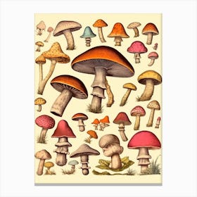 Vintage Mushrooms 3 Canvas Print