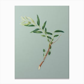 Vintage Jujube Botanical Art on Mint Green n.0760 Canvas Print