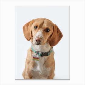 Beagle Canvas Print