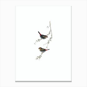 Vintage Red Eared Finch Bird Illustration on Pure White n.0129 Canvas Print