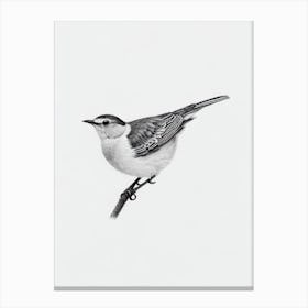 Dipper B&W Pencil Drawing 1 Bird Canvas Print