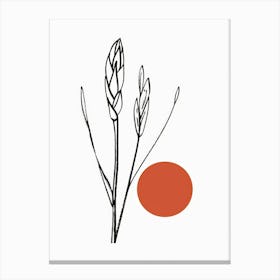 Sorghum Canvas Print