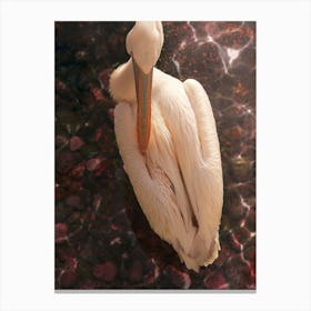 A Pink Pelican In Glowing Pink Water Canvas Print