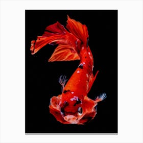 Betta Fish Nemo Digital Painting Canvas Print