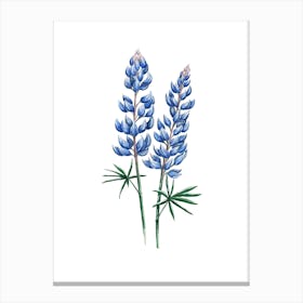 Blue Lupine Floral Watercolor Canvas Print