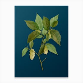 Vintage American Hophornbeam Botanical Art on Teal Blue n.0636 Canvas Print