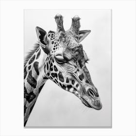 Giraffe Grey Pencil Drawing 1 Canvas Print