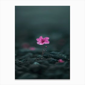 Pink Flower On Rocks 1 Canvas Print