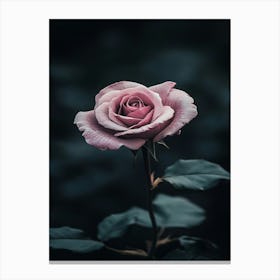 Dark Rose 139 Canvas Print