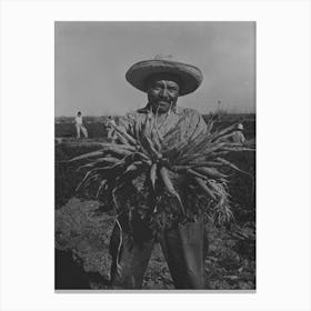 Mexican Carrot Worker,Edinburg, Texas By Russell Lee Canvas Print