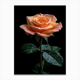 Orange Rose With Water Droplets Canvas Print