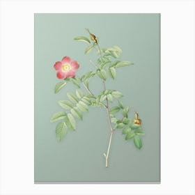 Vintage Pink Alpine Rose Botanical Art on Mint Green n.0271 Canvas Print