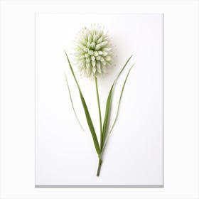 Pressed Wildflower Botanical Art Wild Leek 3 Canvas Print