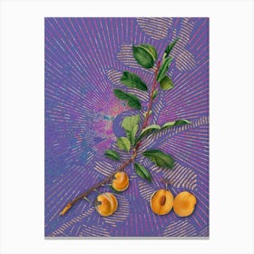 Vintage Apricot Botanical Illustration on Veri Peri Canvas Print