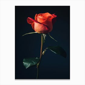 Single Rose 1 Canvas Print