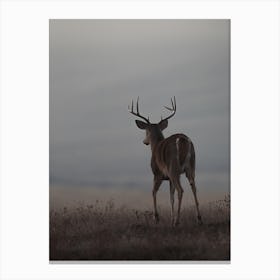 Whitetail Deer At Dusk Canvas Print