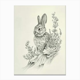 Silver Marten Rabbit Drawing 3 Canvas Print