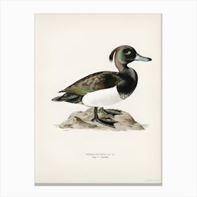 Ferruginous Duck Male (Nyroca Fuligule), The Von Wright Brothers Canvas Print