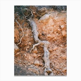 Old Tree Root // Ibiza Nature Photography Canvas Print