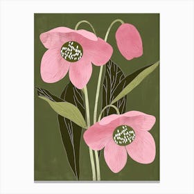 Pink & Green Hellebore 1 Canvas Print