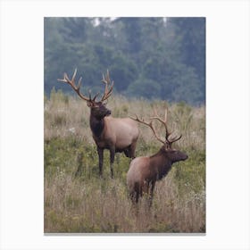 Pair Of Elk Canvas Print