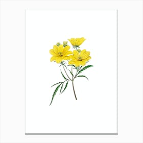 Vintage Golden Coreopsis Flower Botanical Illustration on Pure White n.0698 Canvas Print