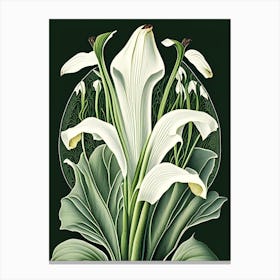 Zantedeschia 1 Floral Botanical Vintage Poster Flower Canvas Print