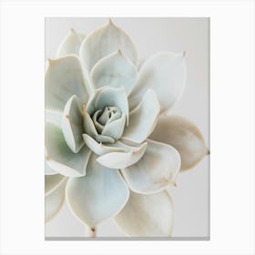 White Succulent Flower Canvas Print