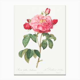 Gallic Rose, Pierre Joseph Redoute Canvas Print