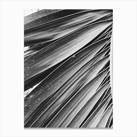 Black And White Palm Leaf 1 Canvas Print