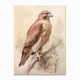 Vintage Bird Drawing Red Tailed Hawk 2 Canvas Print