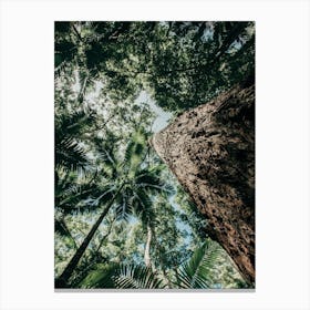 Tree Trunk From Below Canvas Print