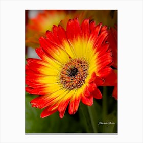 Gerbera 1 Canvas Print