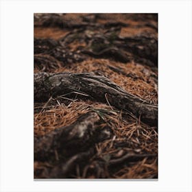 Forest Tree Roots Canvas Print