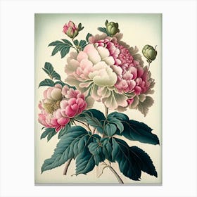 Peonies Vintage Botanical Canvas Print
