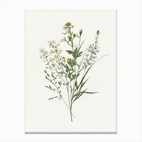 Vintage Botanical Galleria Style Wildflower Painting 7 Canvas Print