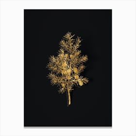 Vintage Common Juniper Botanical in Gold on Black n.0023 Canvas Print