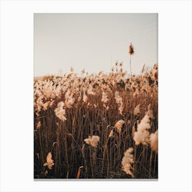 Summer Field Scenery Canvas Print