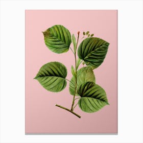 Vintage Linden Tree Branch Botanical on Soft Pink n.0395 Canvas Print