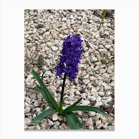 Img 3791 Hyacinth purple Canvas Print