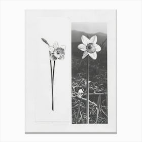 Daffodil Flower Photo Collage 2 Canvas Print