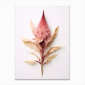 Pressed Flower Botanical Art Celosia 1 Canvas Print