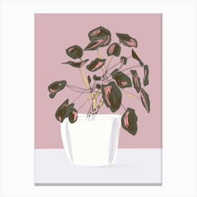 Pilea Peperomioides Pink Canvas Print