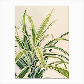 Spider Plant Botanical Line Illustration 1 Canvas Print