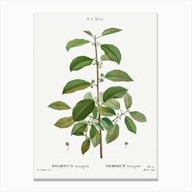 Alder Buckthorn, Pierre Joseph Redoute Canvas Print