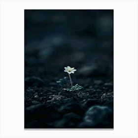 Flower In The Dark 39 Canvas Print